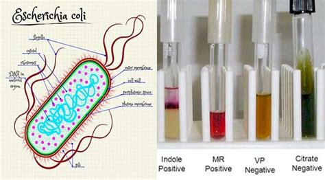 biochemical test for e.coli